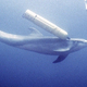 Illustration for article titled Pentagon To Replace Mine-Clearing Dolphins With Robots